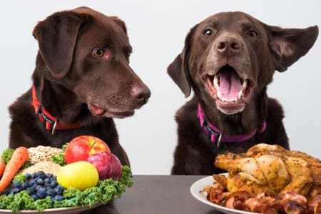 Two labs eating a great meal