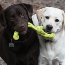 Labs Baylor and Cali playing during dog daycare at Rocky's Retreat