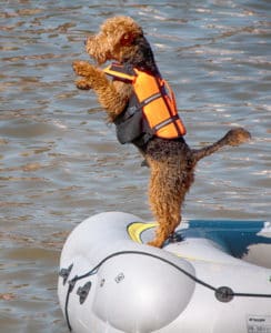 Dog enjoying boating at the beach