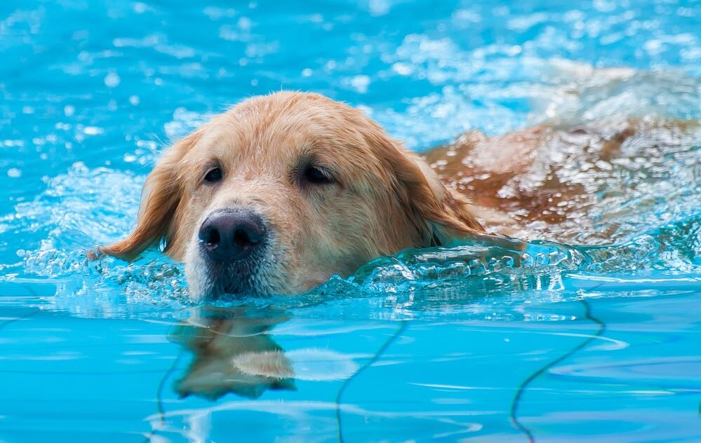 Winter Park Hydrotherapy for Dogs