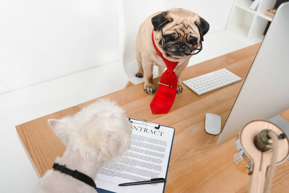 5 Of Our Best Tips To Help You Work At Home With Your Pet