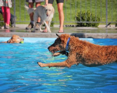 water therapy for dogs