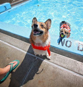 Hunter's Creek Swimming Therapy for Dogs