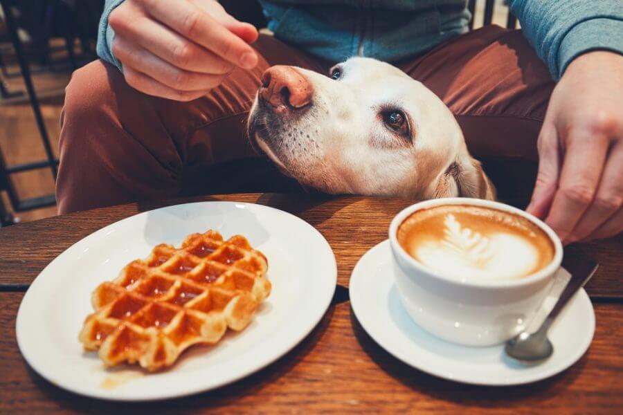 6 Most Dog Friendly Places to Eat and Shop in Orlando!