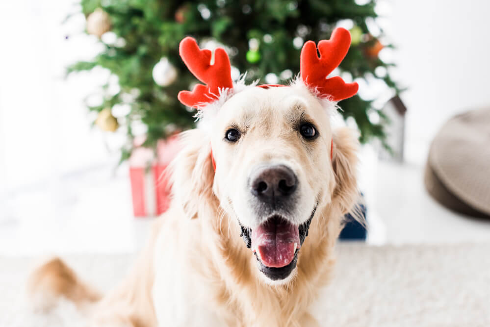 Give Your Pup A Cozy Holiday When Choosing Dog Kennels Near Me
