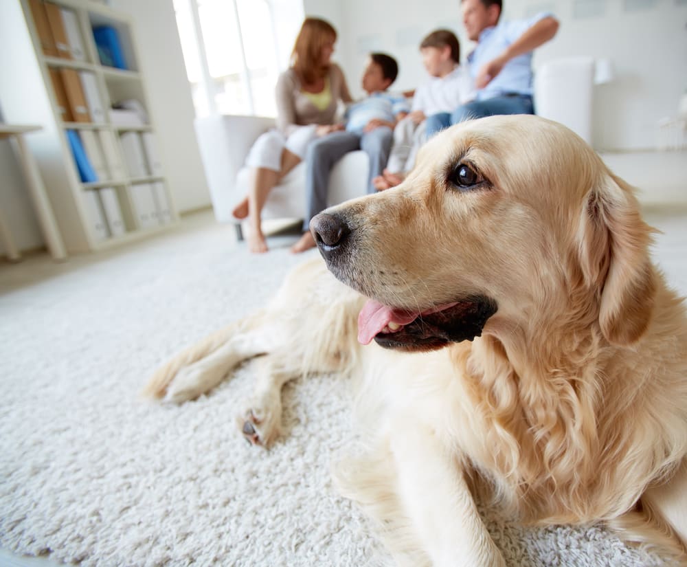 DogFriendly Home Things To Look For In A Dog Friendly Home