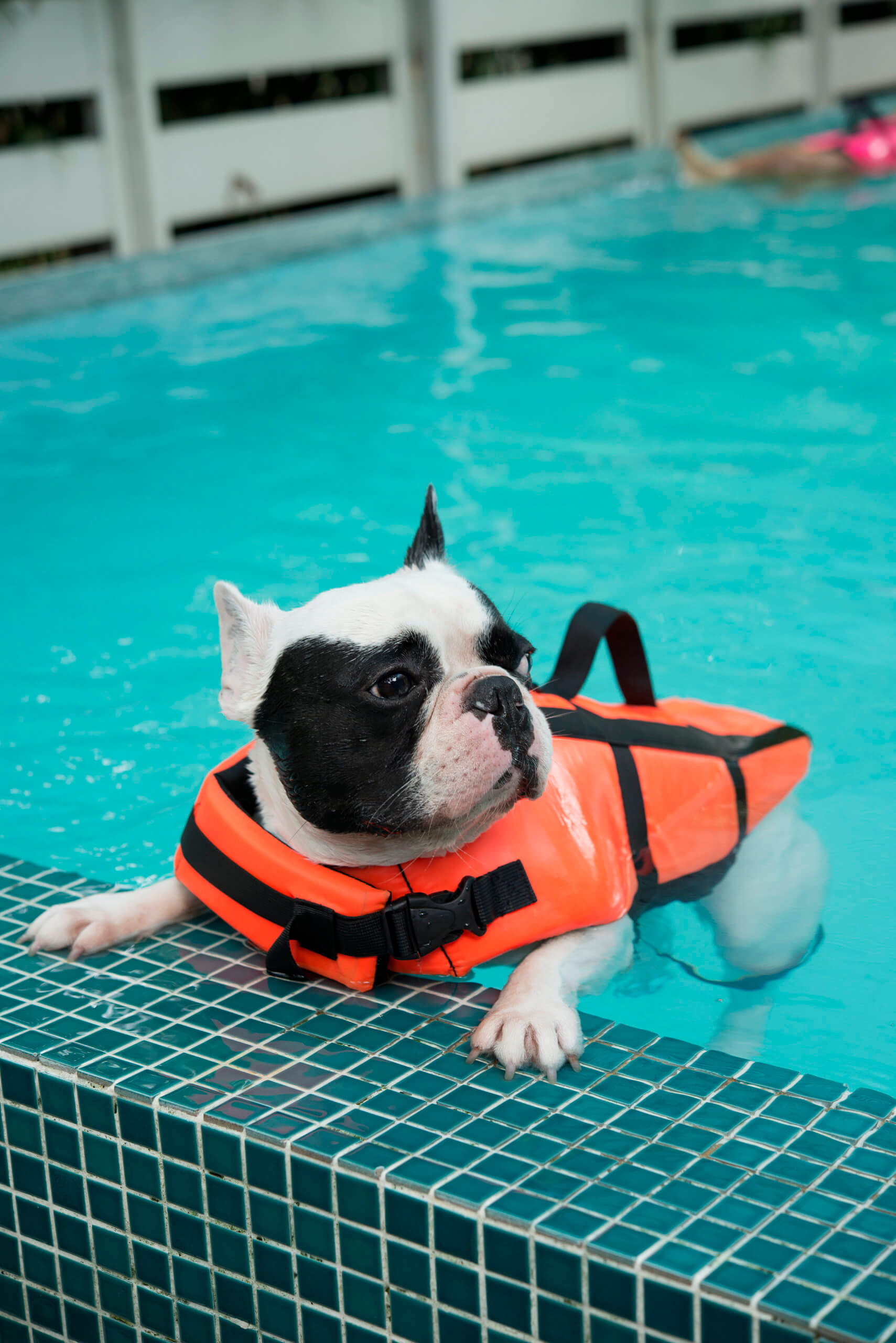 Hunter's Creek Swimming Therapy for Dogs