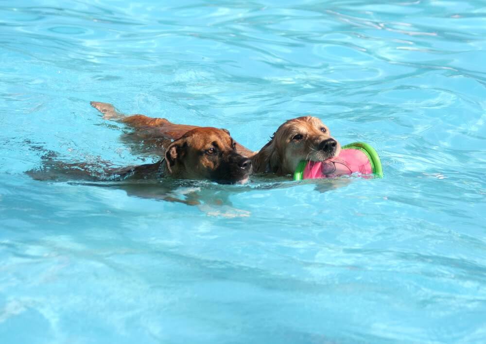 Orlando dog pool