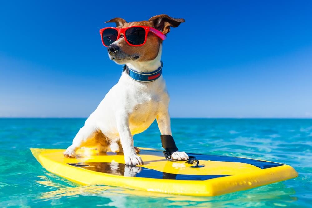 Your Dog Deserves A Vacation At A Kissimmee Dog Resort Rockys