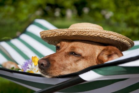 Dog enjoying vacation