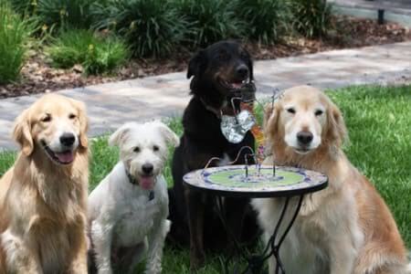 College Park dog daycare