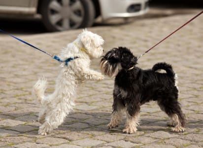 Dogs on Retractable Leashes Sniffing