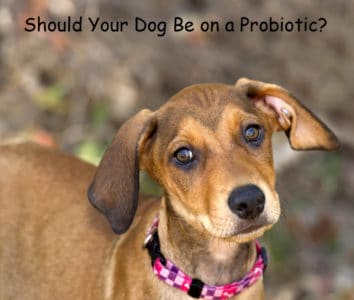 Should this dog take a probiotic?