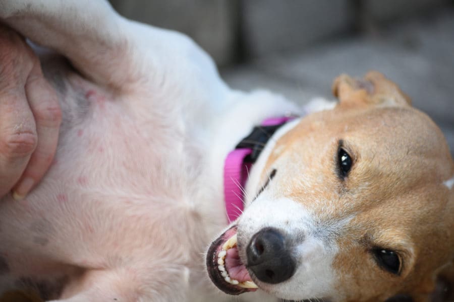 Orlando Dog Boarding Dog Boarding Orlando