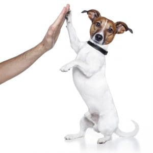High Five with Your Dog