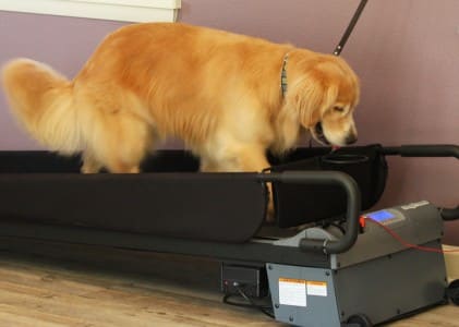 Yankee Exercising on the treadmill