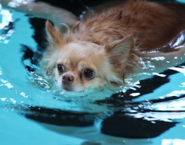 Cooper swimming