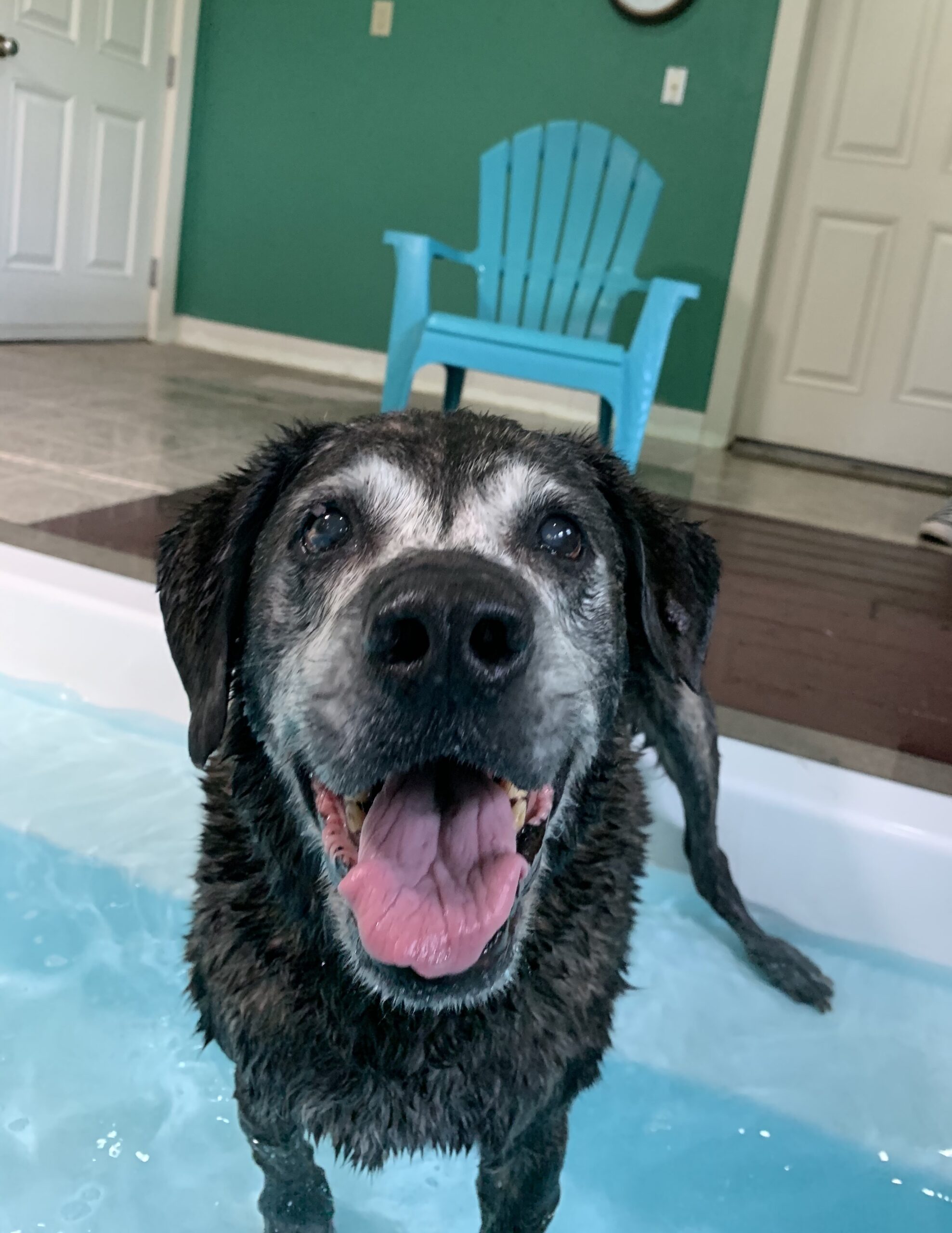 Happy senior dog enjoying a hydrotherapy session in the pool.