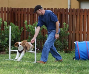Agility courses help to keep a dog in shape.