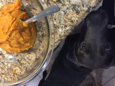 dog sniffing pumpkin in bowl on counter