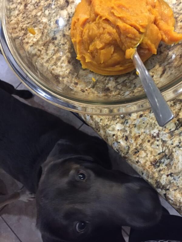 3 Step Healthy Dog Treat Recipe Pumpkin & Peanut Butter Balls
