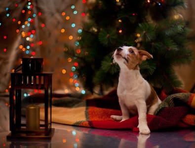 Jack Russell terrier at Christmas