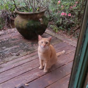 Kittie outside my door