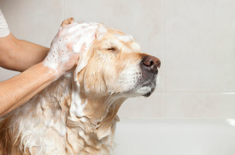 Orlando Dog Grooming | Rocky&rsquo;s Retreat | Orlando, FL