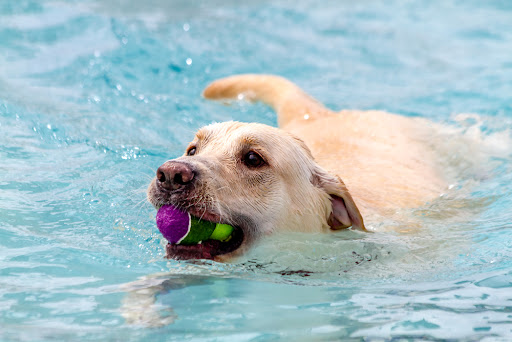 Orlando Pool For Dogs