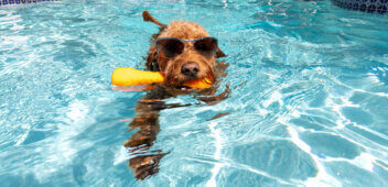 Orlando Pool For Dogs