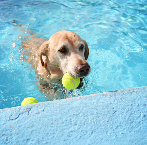 Orlando hydrotherapy for dogs