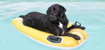 Orlando hydrotherapy for dogs
