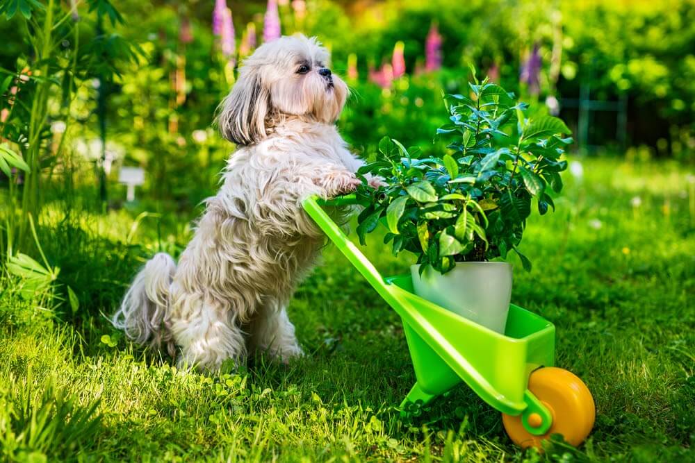 Plant an edible garden