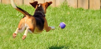 Playing fetch is good for dogs with separation anxiety