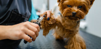 Dog grooming in Kissimmee