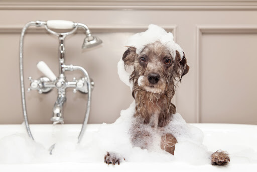 Dog grooming in Kissimmee