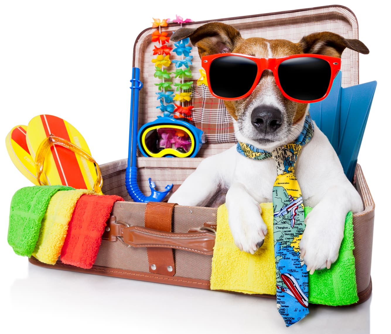 Summer Vacation Ideas that Include Your Dog -