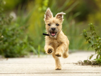 Dog resort fun facts, pup running