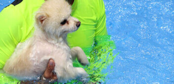 The Packing District Dog Hydrotherapy 
