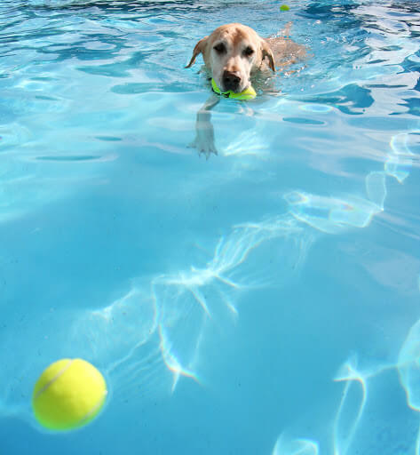 Winter Park Dog Hydrotherapy Pool