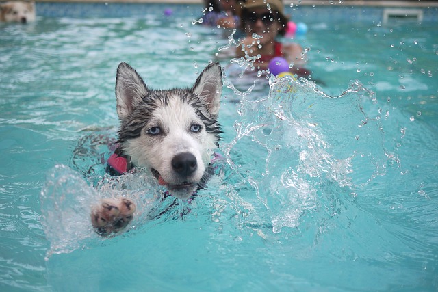 Orlando Dog Hydrotherapy