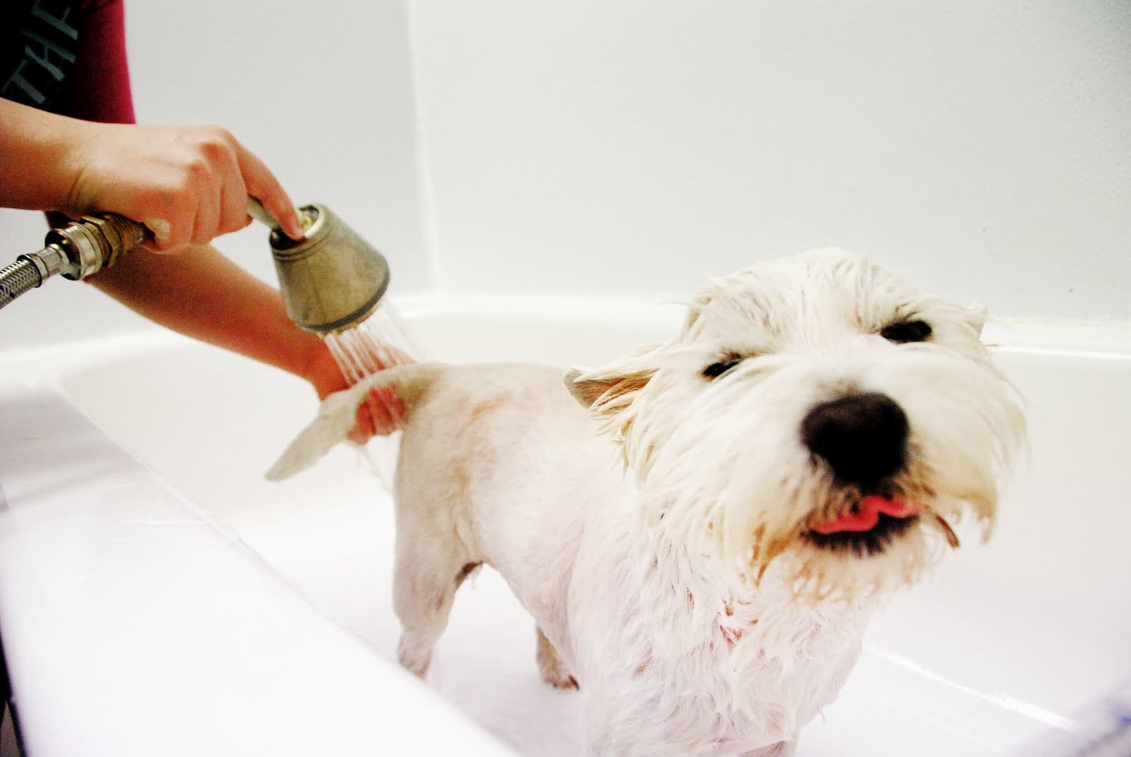 Dog Bath Rockys Retreat Orlando