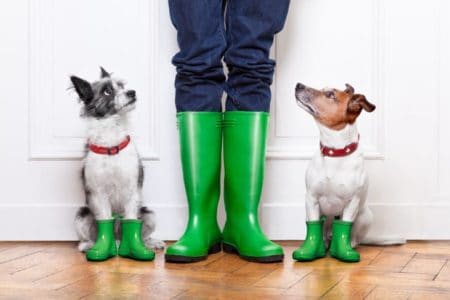 boots to protect dogs paws