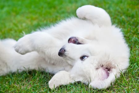 Cute white puppy dog playing on grass. Polish Tatra Sheepdog, kn