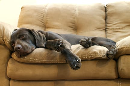 dog sleeping on couch web sized