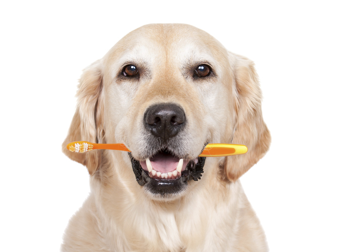 Pet Dental Health Month