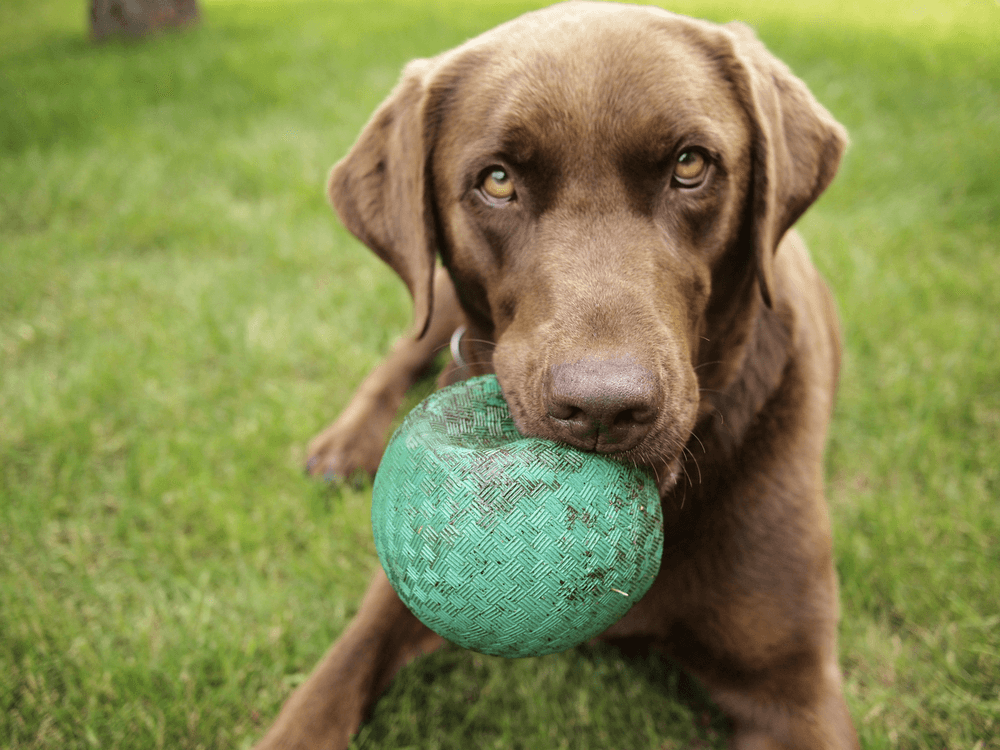 Looking For Dog Daycare Near Me? | Dog Daycare In Orlando