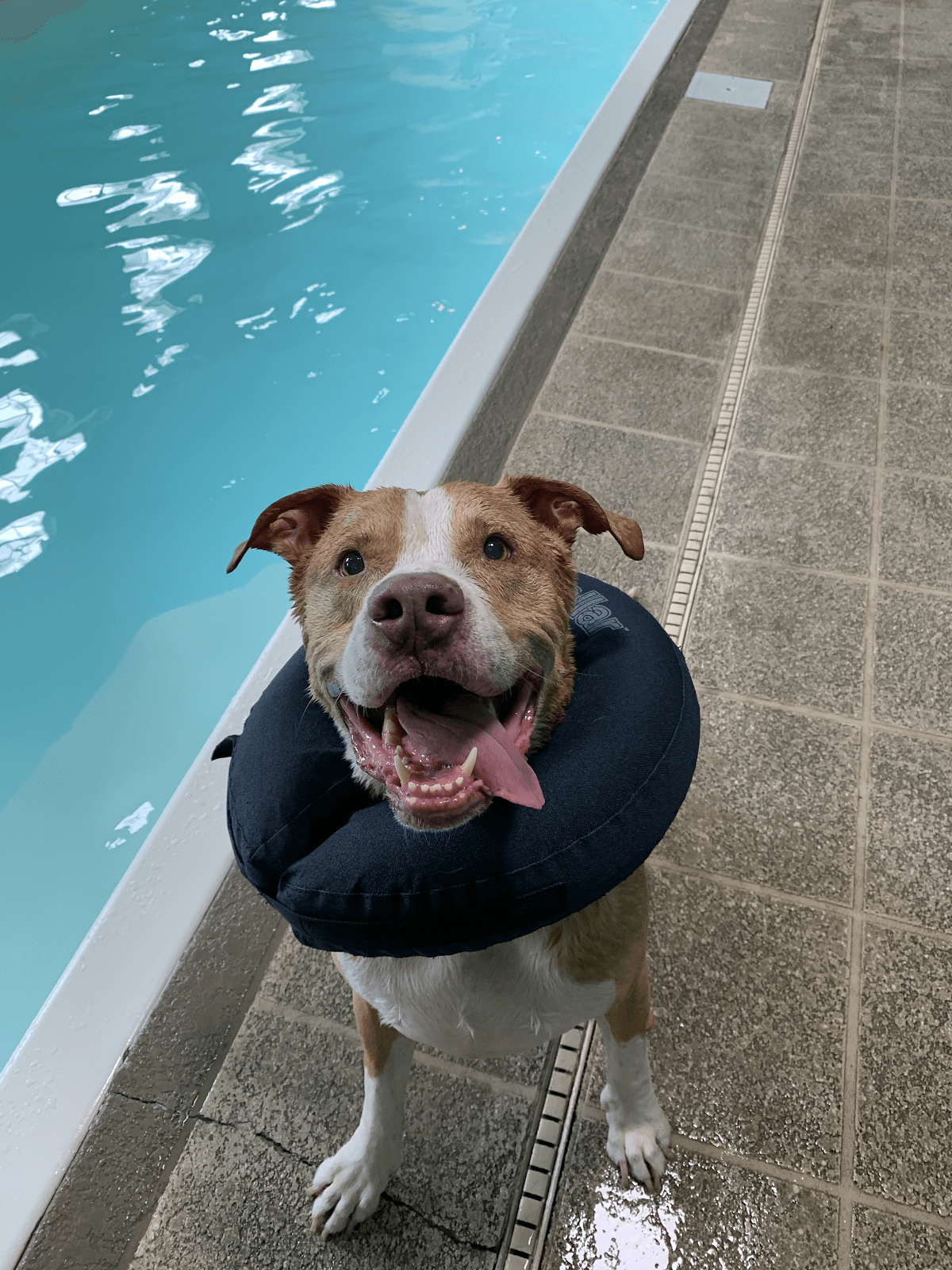 Dog Pool | Orlando Dog Pool | Dog Pool Orlando, FLRockys Retreat