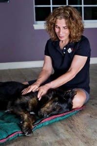 Canine massage helps soothe the pain from arthritis.