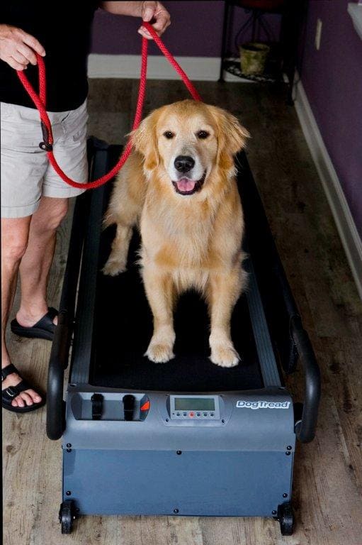 Human Treadmills versus Dog Treadmills – Why You Should Choose the